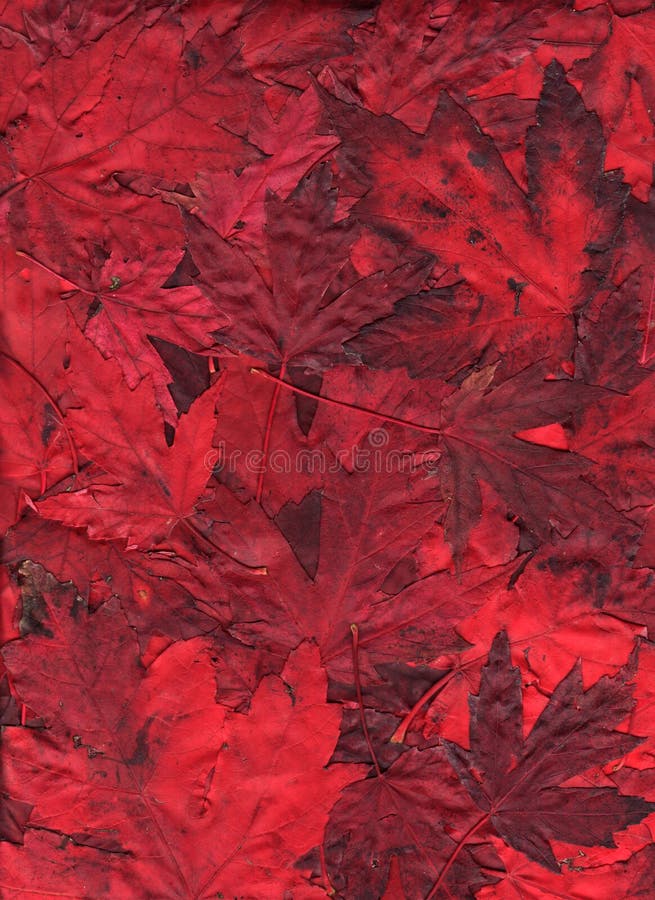 A bold assortment of flaming maple leaves arranged for a fall background image. A mixture of vibrant light and dark reds. A bold assortment of flaming maple leaves arranged for a fall background image. A mixture of vibrant light and dark reds.