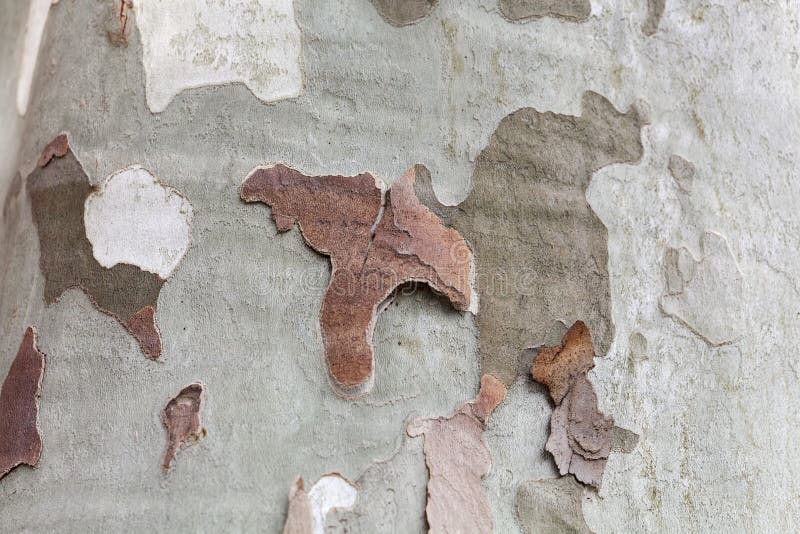 Φλοιός ενός αεροπλάνου Platanus Χ του Λονδίνου acerifolia στοκ εικόνα με δικαίωμα ελεύθερης χρήσης Φλοιός ενός αεροπλάνου Platanus Χ του Λονδίνου acerifolia στοκ εικόνα με δικαίωμα ελεύθερης χρήσης