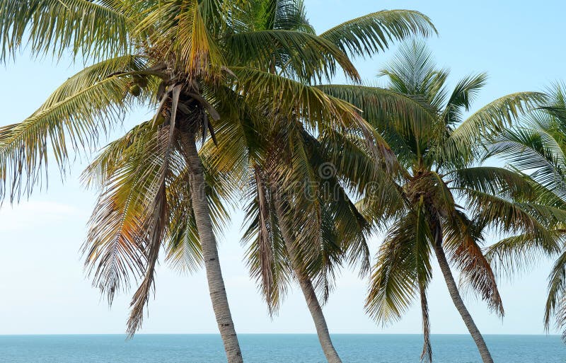 Φοίνικες 3 Bahia Honda στοκ φωτογραφία Φοίνικες 3 Bahia Honda στοκ φωτογραφία