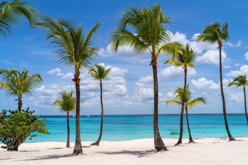 Palm Trees at Catalina Island in Dominican republic. Palm Trees at Catalina Island in Dominican republic.