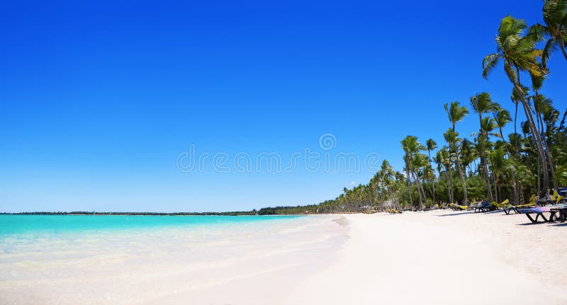 Φοίνικες στην τροπική παραλία, Bavaro, Punta Cana, δομινικανά στοκ εικόνες με δικαίωμα ελεύθερης χρήσης Φοίνικες στην τροπική παραλία, Bavaro, Punta Cana, δομινικανά στοκ εικόνες με δικαίωμα ελεύθερης χρήσης