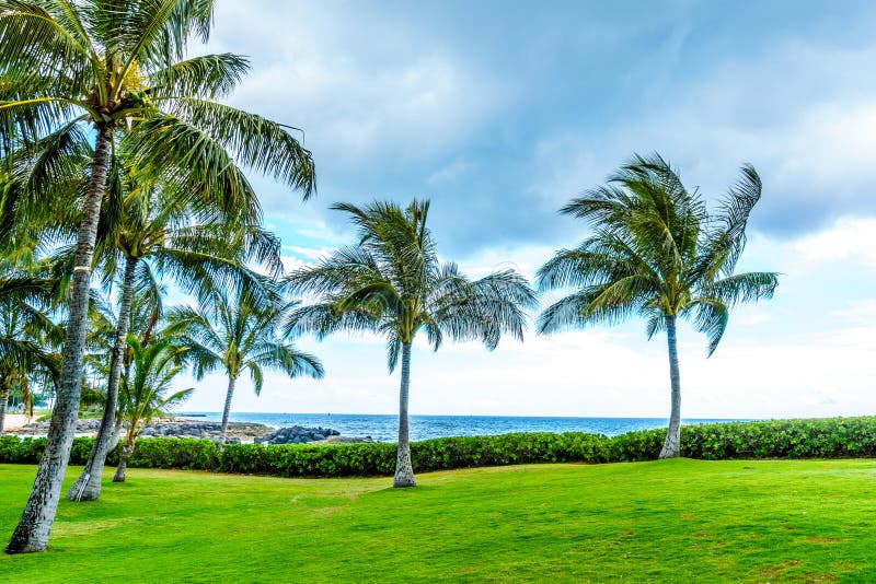 Palm trees in the wind under cloudy sky along the shores of the resort community of Ko Olina, on the West Coast of the Hawaiian island of Oahu. Palm trees in the wind under cloudy sky along the shores of the resort community of Ko Olina, on the West Coast of the Hawaiian island of Oahu