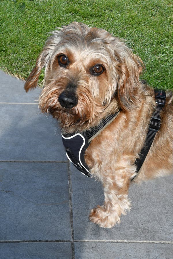 Scared and curiously looking little wire haired dachshund dog , he is afraid of the camera. Scared and curiously looking little wire haired dachshund dog , he is afraid of the camera