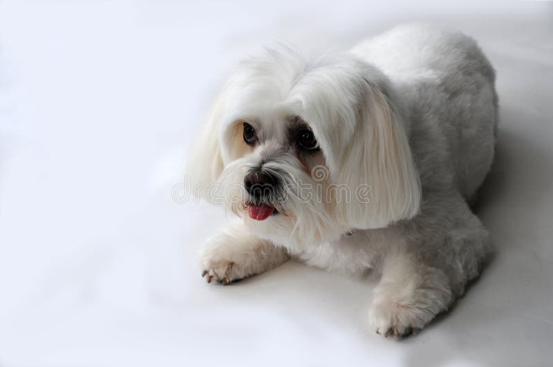 Scared and curiously looking little maltese dog. He wants to make all in the right way, He is the first time in a photo studio. Scared and curiously looking little maltese dog. He wants to make all in the right way, He is the first time in a photo studio