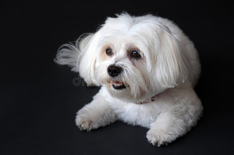 Scared and curiously looking little maltese dog. He wants to make all in the right way, He is the first time in a photo studio. Scared and curiously looking little maltese dog. He wants to make all in the right way, He is the first time in a photo studio