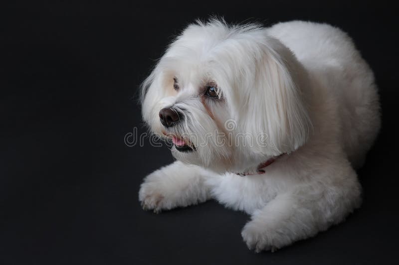 Scared and curiously looking little maltese dog. He wants to make all in the right way, He is the first time in a photo studio. Scared and curiously looking little maltese dog. He wants to make all in the right way, He is the first time in a photo studio