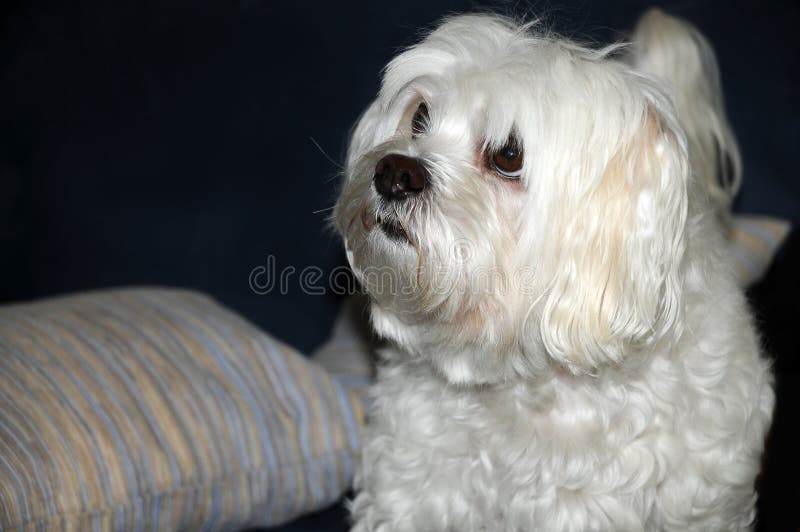 Scared and curiously looking little maltese dog. He wants to make all in the right way, He is the first time in a photo studio. Scared and curiously looking little maltese dog. He wants to make all in the right way, He is the first time in a photo studio