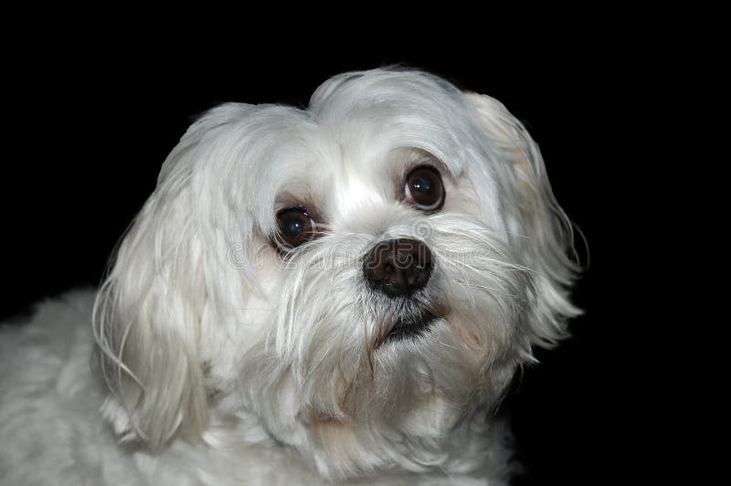 Scared and curiously looking little maltese dog. He wants to make all in the right way, He is the first time in a photo studio. Scared and curiously looking little maltese dog. He wants to make all in the right way, He is the first time in a photo studio