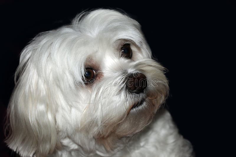 Scared and curiously looking little maltese dog. He wants to make all in the right way, He is the first time in a photo studio. Scared and curiously looking little maltese dog. He wants to make all in the right way, He is the first time in a photo studio