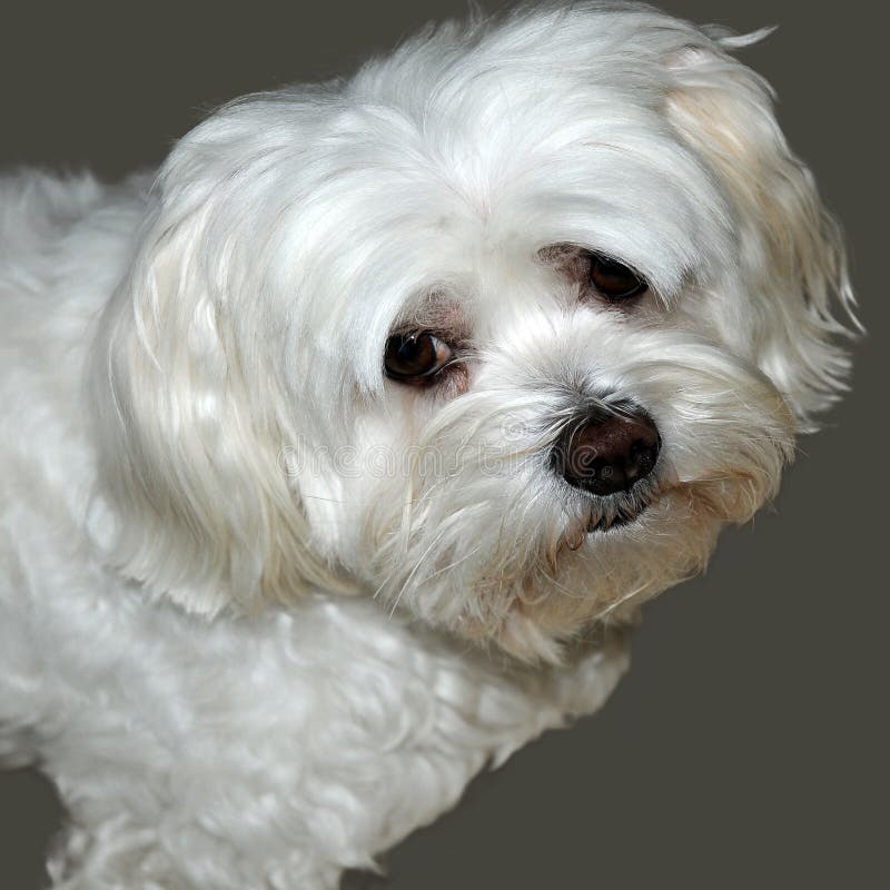 Scared and curiously looking little maltese dog. He wants to make all in the right way, He is the first time in a photo studio. Scared and curiously looking little maltese dog. He wants to make all in the right way, He is the first time in a photo studio