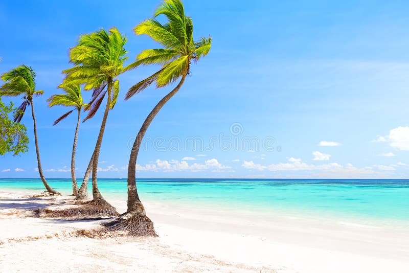 Coconut Palm trees on white sandy beach in Cap Cana, Dominican Republic. Coconut Palm trees on white sandy beach in Cap Cana, Dominican Republic