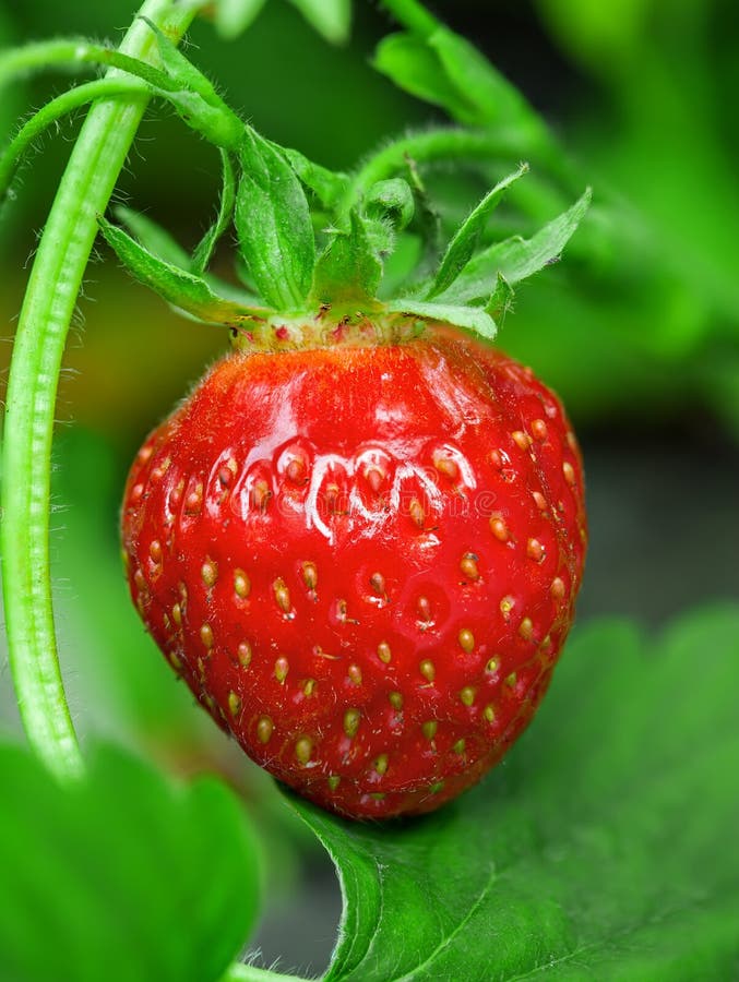 φράουλα φυτών