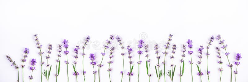 Φρέσκα lavender λουλούδια σε ένα άσπρο υπόβαθρο Lavender ανθίζει το έμβλημα διάστημα αντιγράφων στοκ εικόνες με δικαίωμα ελεύθερης χρήσης