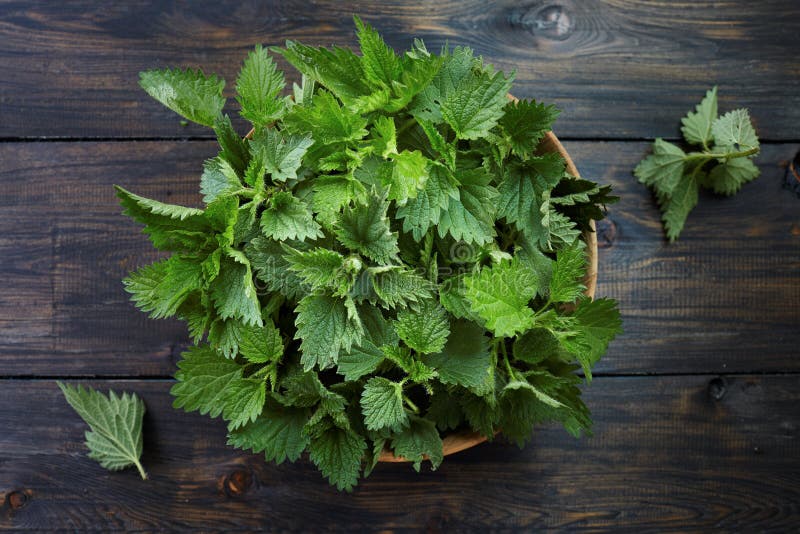 Φρέσκα nettle τσιμπήματος φύλλα στοκ φωτογραφίες με δικαίωμα ελεύθερης χρήσης