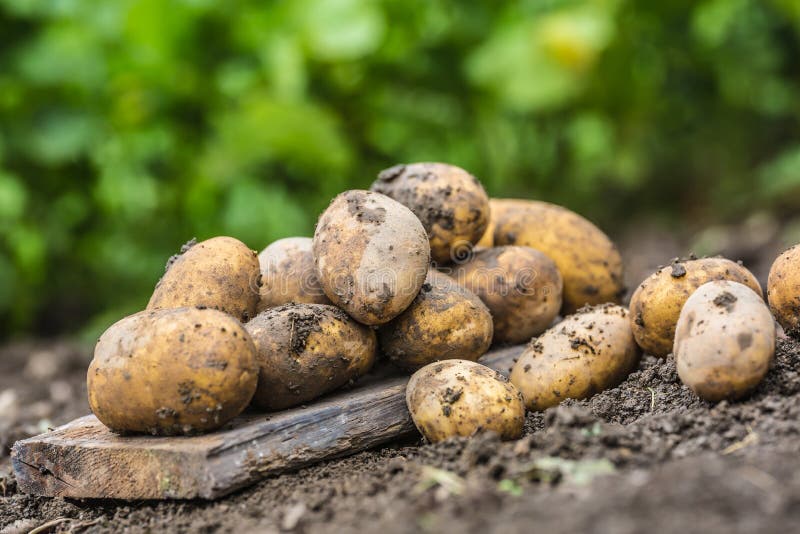 Φρέσκες πατάτες που είναι ελεύθερα να βρεθούν στο χώμα