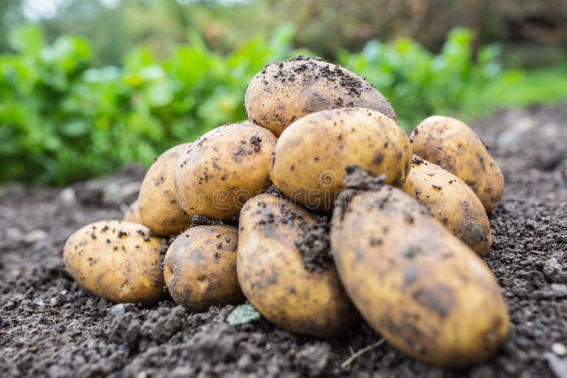 Φρέσκες πατάτες που είναι ελεύθερα να βρεθούν στο χώμα