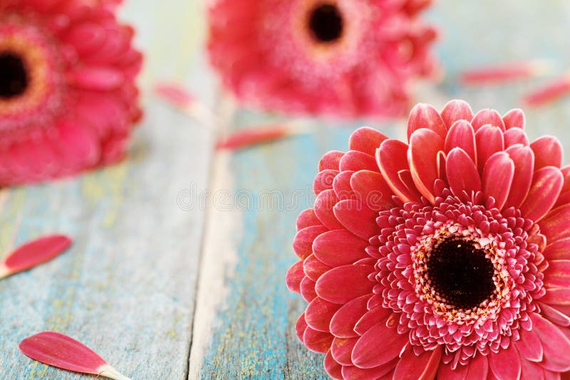 Φρέσκια φυσική μαργαρίτα gerbera Έννοια χαιρετισμού ημέρας μητέρων ή της γυναίκας όμορφο λουλούδι ανασκόπ& κόκκινος τρύγος ύφους στοκ φωτογραφία με δικαίωμα ελεύθερης χρήσης Φρέσκια φυσική μαργαρίτα gerbera Έννοια χαιρετισμού ημέρας μητέρων ή της γυναίκας όμορφο λουλούδι ανασκόπ& κόκκινος τρύγος ύφους στοκ φωτογραφία με δικαίωμα ελεύθερης χρήσης