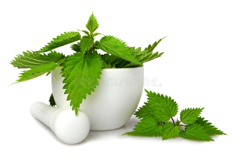 Φρέσκο nettle σε ένα κονίαμα στοκ εικόνες με δικαίωμα ελεύθερης χρήσης Φρέσκο nettle σε ένα κονίαμα στοκ εικόνες με δικαίωμα ελεύθερης χρήσης