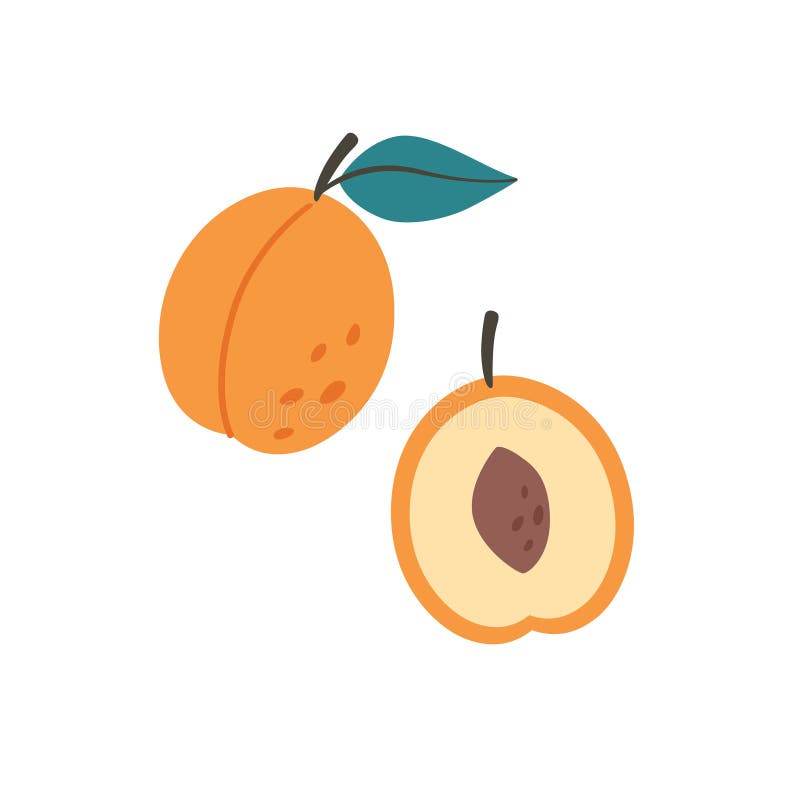 Fresh apricot with apricot half. Summer fruit. Farming, harvesting. Healthy and organic food. Vector illustration. Fresh apricot with apricot half. Summer fruit. Farming, harvesting. Healthy and organic food. Vector illustration