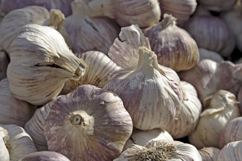 φρέσκο σκόρδο Παρίσι της Γ& στοκ φωτογραφία με δικαίωμα ελεύθερης χρήσης