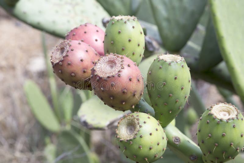 Φρούτα κάκτων τραχιών αχλαδιών Opuntia ficus-Indica στοκ εικόνες