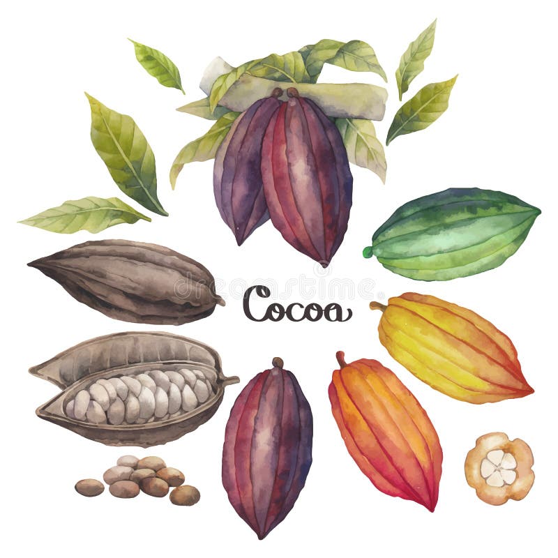 Watercolor cocoa fruit colection isolated on white background. Hand drawn exotic cacao plants. Watercolor cocoa fruit colection isolated on white background. Hand drawn exotic cacao plants