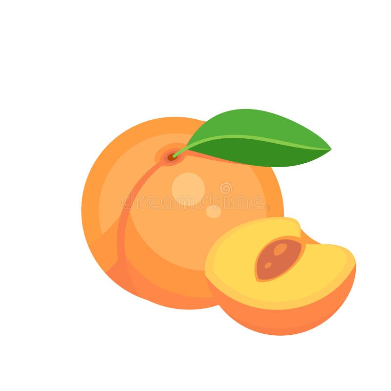 Peach fruit isolated on white background. Vector illustration. Eps 10. Peach fruit isolated on white background. Vector illustration. Eps 10