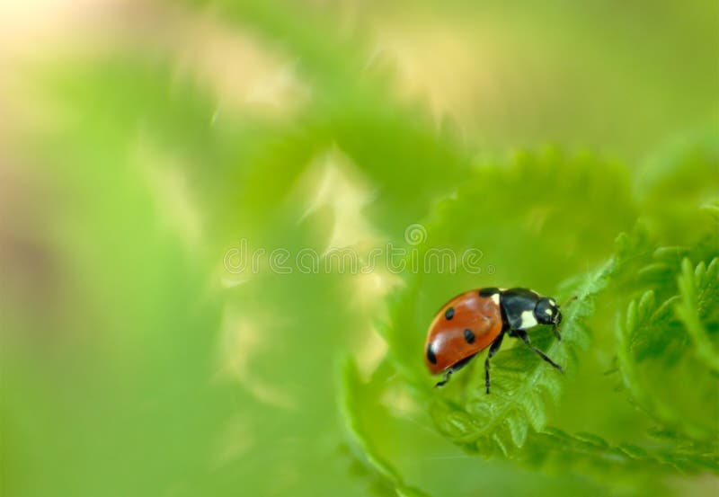 φτέρη 2 ladybug στοκ φωτογραφία με δικαίωμα ελεύθερης χρήσης φτέρη 2 ladybug στοκ φωτογραφία με δικαίωμα ελεύθερης χρήσης