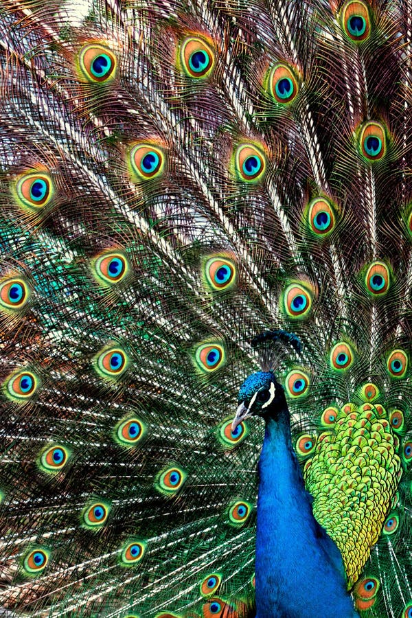 φτερό peacock στοκ φωτογραφία
