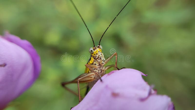 φυλλώδεις ακέραιοι με μεγάλες κεραίες στοκ φωτογραφίες