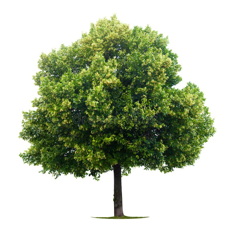 Single leafy Linden tree isolated on white background. Single leafy Linden tree isolated on white background.