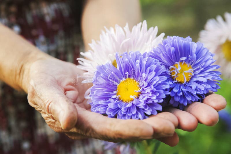 Φυσική σύσταση των asters λουλουδιών Πολύχρωμα asters στα ζαρωμένα χέρια ενός ηλικιωμένου διαστήματος κινηματογραφήσεων σε πρώτο στοκ φωτογραφία με δικαίωμα ελεύθερης χρήσης Φυσική σύσταση των asters λουλουδιών Πολύχρωμα asters στα ζαρωμένα χέρια ενός ηλικιωμένου διαστήματος κινηματογραφήσεων σε πρώτο στοκ φωτογραφία με δικαίωμα ελεύθερης χρήσης