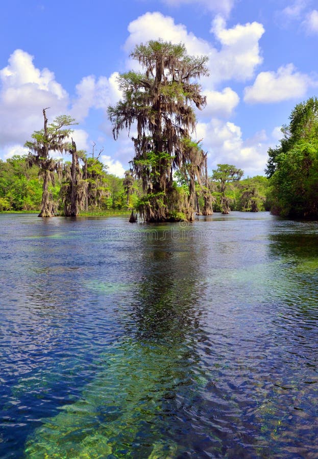 This is a picture of the Wakulla Springs National Park in Northern Florida. This is the largest Natural Spring in the world and home to some of the largest and oldest mastodon bones, live American Alligator and beautiful Cypress trees. This is a picture of the Wakulla Springs National Park in Northern Florida. This is the largest Natural Spring in the world and home to some of the largest and oldest mastodon bones, live American Alligator and beautiful Cypress trees.