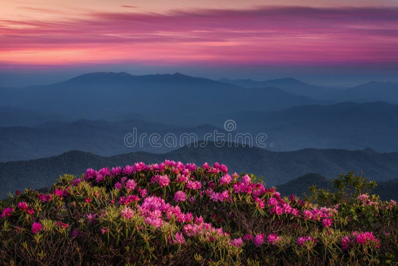 Φυσικό ηλιοβασίλεμα, Rhododendron Catawba, της όξινης απορροής βουνά στοκ εικόνα με δικαίωμα ελεύθερης χρήσης