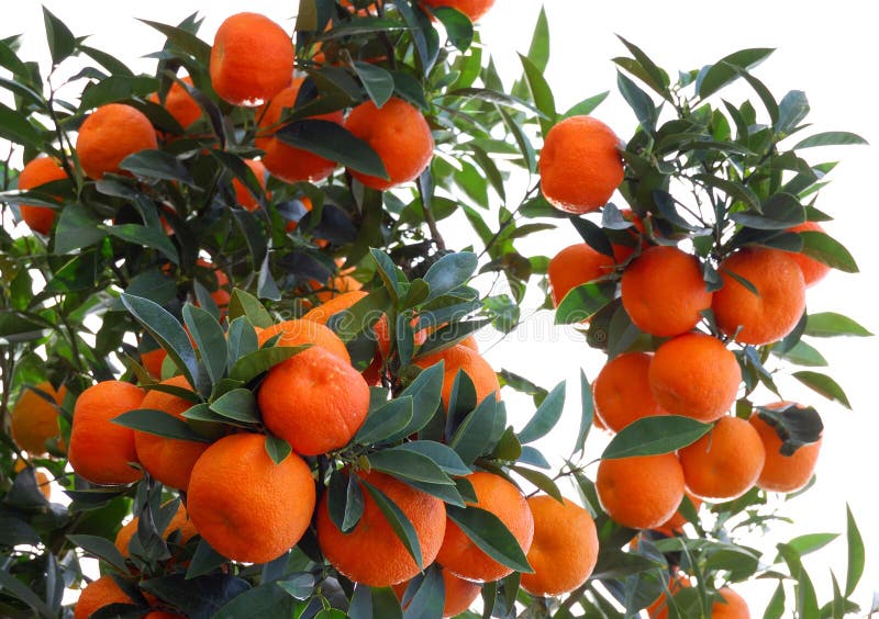 Natural oranges on tree, illustration of biological agriculture. Natural oranges on tree, illustration of biological agriculture.