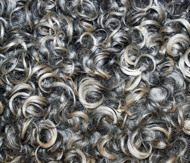 Natural wool texture, a detail of a sheep awaiting shearing. Natural wool texture, a detail of a sheep awaiting shearing.