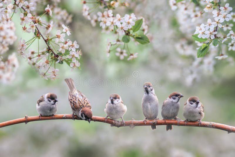 natural with small birds on a branch white cherry blossoms in the may garden. natural with small birds on a branch white cherry blossoms in the may garden