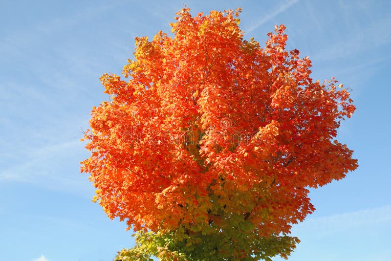 Fall colors emerging as we get closer to winter. Notice the deep reds and yellows in this maple tree, and the beautiful deep, blue sky overhead. Photo taken on Oct 2, 2013. Fall colors emerging as we get closer to winter. Notice the deep reds and yellows in this maple tree, and the beautiful deep, blue sky overhead. Photo taken on Oct 2, 2013.