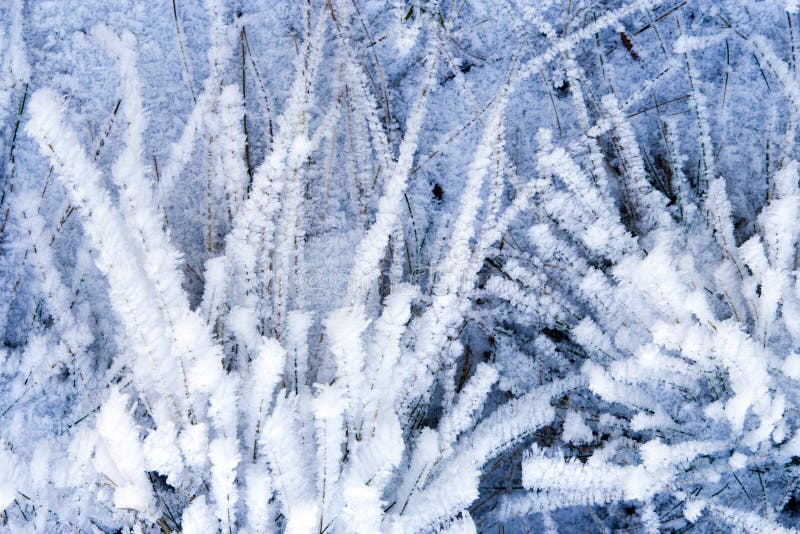 Winter background with natural white frost and ice on plants. Winter background with natural white frost and ice on plants