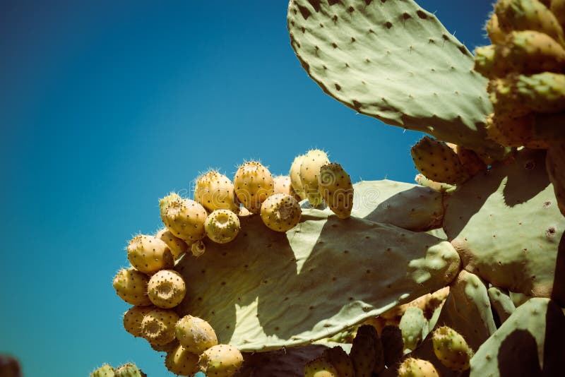 φυσικός κάκτος αχλαδιού ή opuna ficus indica aka ινδικό σύκο στην καλαβρία στοκ φωτογραφία με δικαίωμα ελεύθερης χρήσης