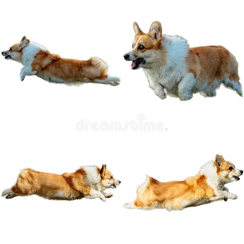 φυστίκι σκύλου pembroke welle corgi κυνηγώντας απευθείας στην κάμερα απομονωμένο σε λευκό φόντο σε πλήρη ταχύτητα στοκ εικόνες με δικαίωμα ελεύθερης χρήσης