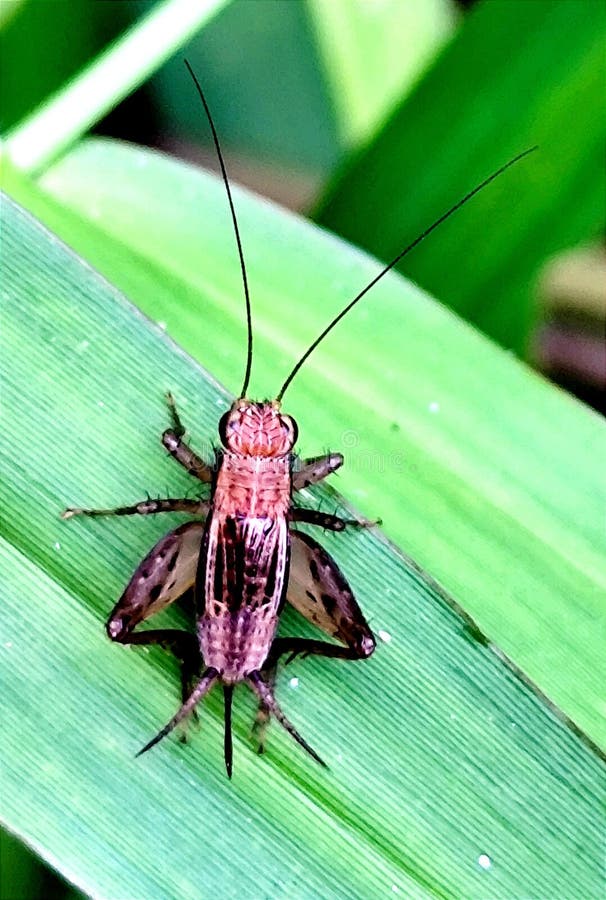 φυτά στην πίσω αυλή των τριχών τεύτλων άνθη και ακρίδες στοκ φωτογραφία