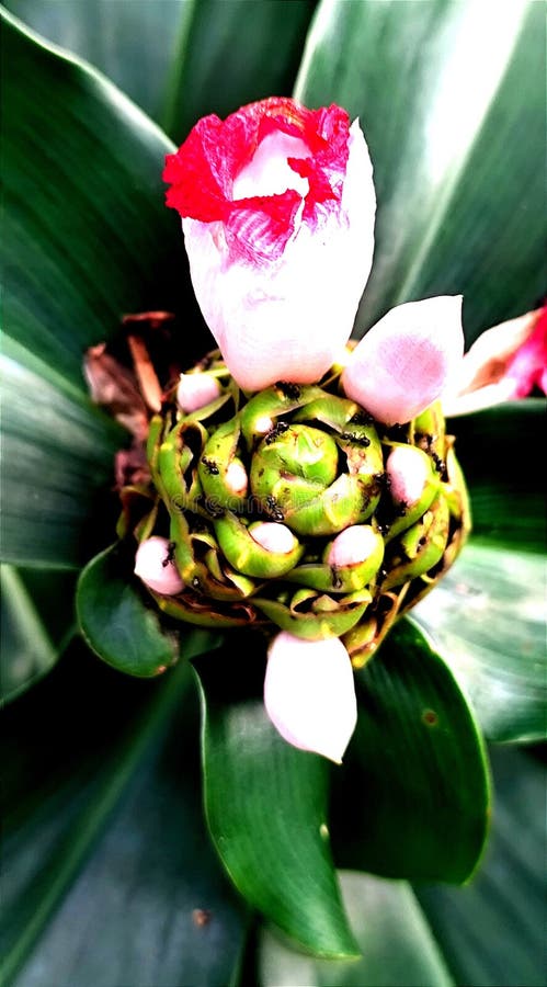 φυτά στην πίσω αυλή των τριχών τεύτλων άνθη και ακρίδες στοκ φωτογραφίες με δικαίωμα ελεύθερης χρήσης