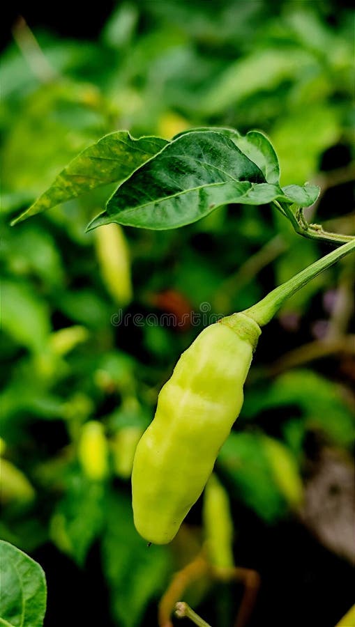 φυτά στην πίσω αυλή των τριχών τεύτλων άνθη και ακρίδες στοκ φωτογραφίες