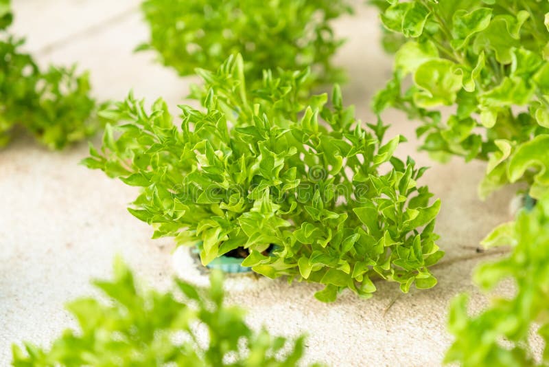 Φυτικές εγκαταστάσεις από το σύστημα Aquaponics στοκ εικόνες Φυτικές εγκαταστάσεις από το σύστημα Aquaponics στοκ εικόνες