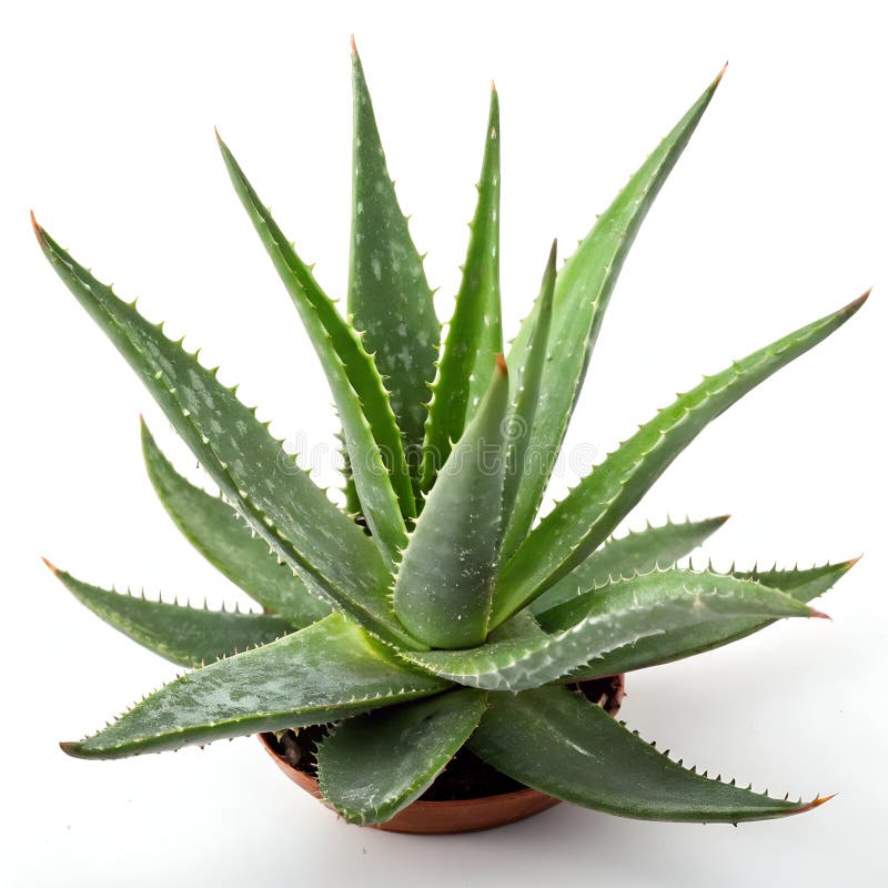 φυτό aloe vera λευκό φόντο διανυσματική απεικόνιση