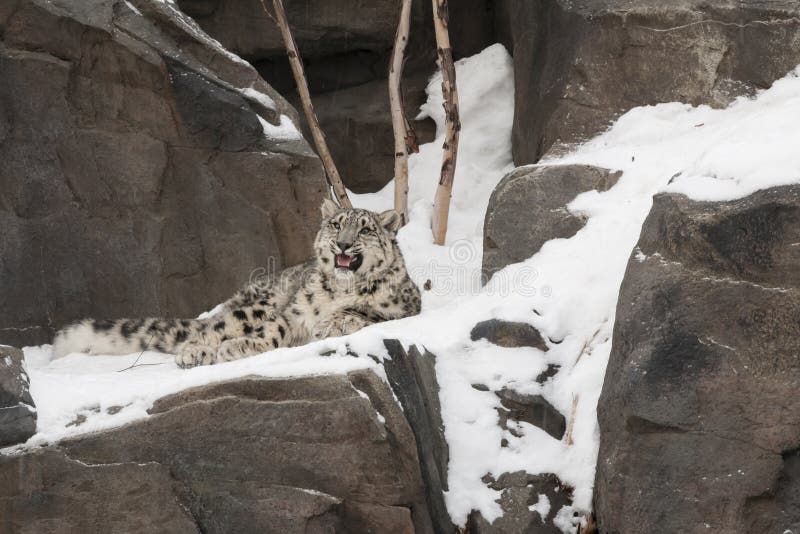 Φωνάζοντας Cub λεοπαρδάλεων χιονιού που βάζει στους βράχους, χιόνι στοκ φωτογραφία με δικαίωμα ελεύθερης χρήσης Φωνάζοντας Cub λεοπαρδάλεων χιονιού που βάζει στους βράχους, χιόνι στοκ φωτογραφία με δικαίωμα ελεύθερης χρήσης
