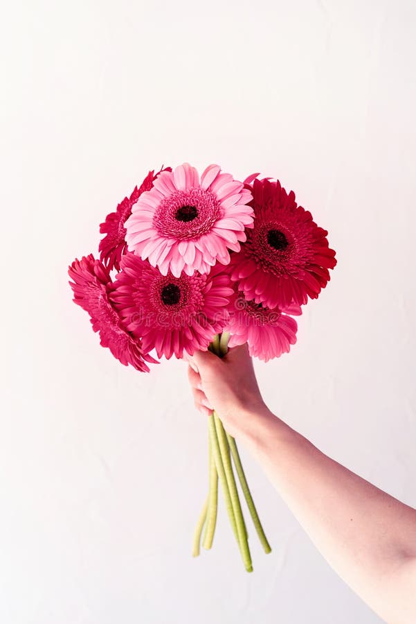 φωτεινές μαργαρίτες gerbera σε γυναίκα ελάχιστο στυλ χειρός τονισμένο με viva magenta στοκ εικόνες με δικαίωμα ελεύθερης χρήσης