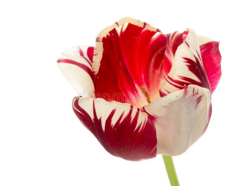 Bright beautiful unusual mottled red and white flower bright tulips, parrot varieties with green stem isolated on white background. Bright beautiful unusual mottled red and white flower bright tulips, parrot varieties with green stem isolated on white background