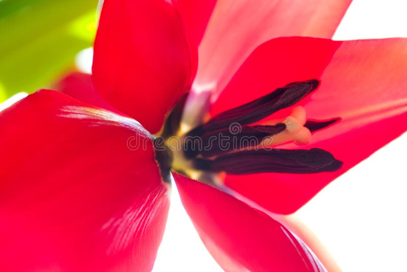 Close up image of a bright red tulip. Close up image of a bright red tulip